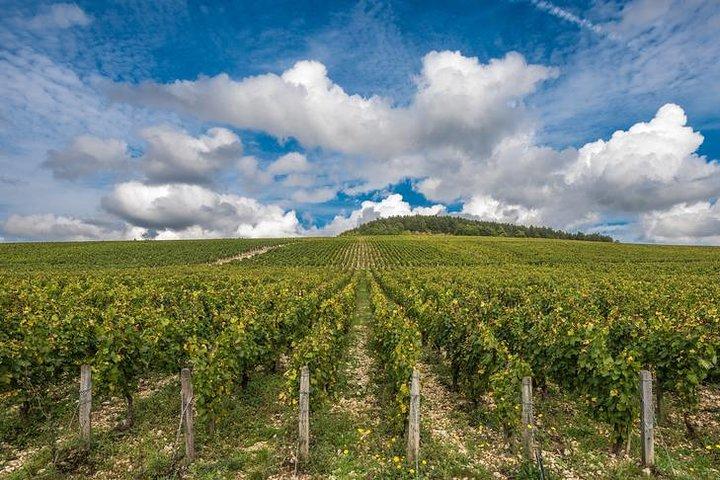 Excursion privée: Chablis Vine de Paris