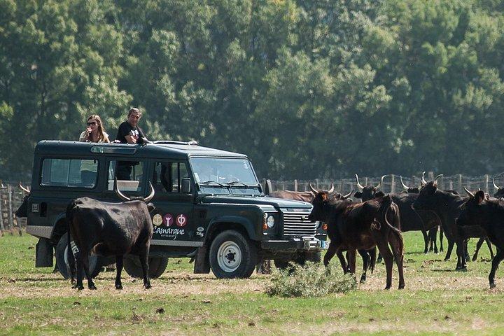 Safari 4x4 Demi-Journée + Repas (5h30)