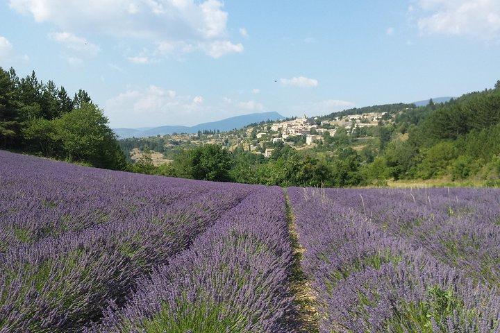 Visite « lavande » d’une journée complète dans le Lubéron et à Sault