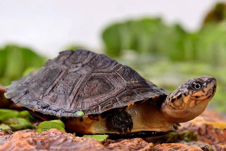 Billet coupe-file pour la cité des tortues A Cupulatta en Corse