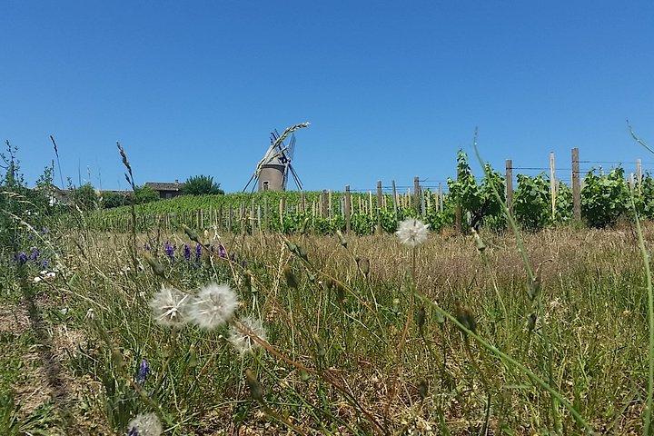 Visite privée d'une journée de dégustation de vins dans le Beaujolais au départ de Lyon