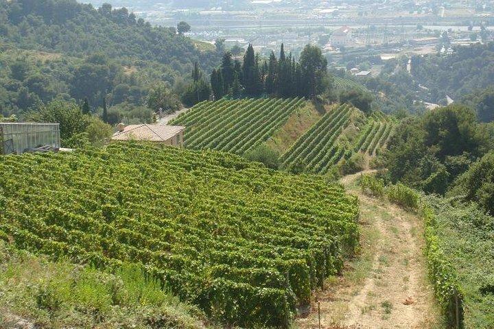 Provence Mer & Campagne Excursion privée d'une journée