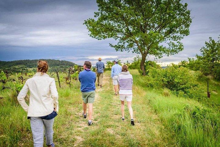 Cueillette en Provence
