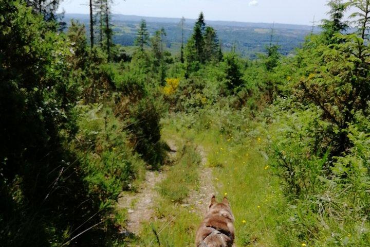 Cani Rando, la randonnée pédestre ludique et originale, tractée par des huskies