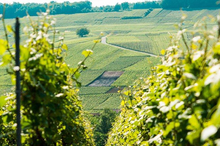 Excursion d'une journée en Champagne avec 6 dégustations, Reims et cave au départ de Paris