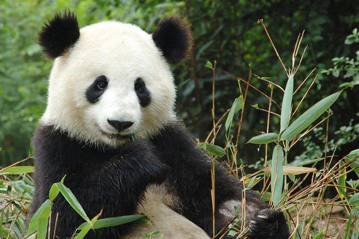 Zoo de Beauval - Transport Voyage privé