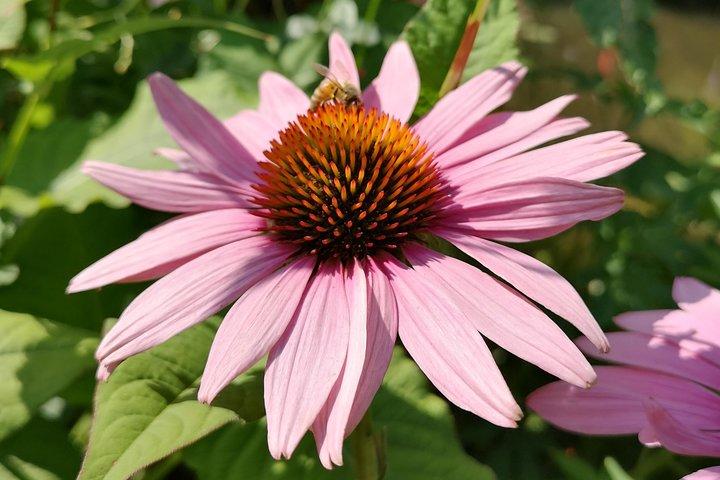 Visite privée : excursion d'une journée à Rouen et Giverny au départ de Caen