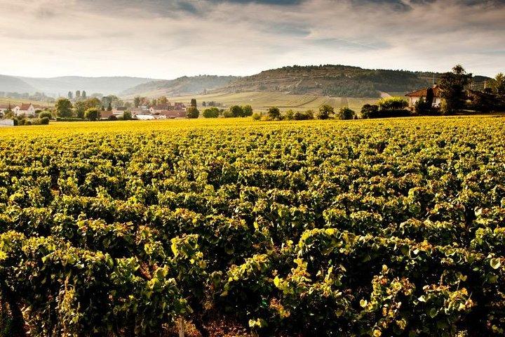 Excursion privée en Côte de Beaune et Côte de Nuits (journée)