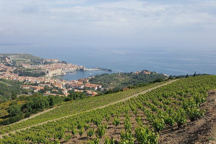 Balades au cœur des vignobles secrets autour de Collioure, dégustations