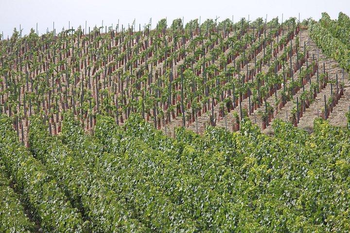 Excursion privée d’une demi-journée au Champagne – 3 visites familiales de vignobles