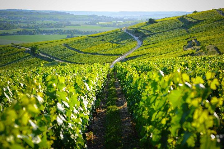 Excursion dans la région de Champagne et Dégustation de Vin