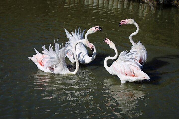 Private Arles Camargue Experience Van Gogh Wild Horses Flamants roses