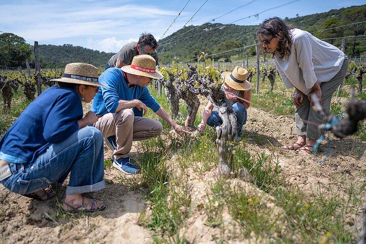Visite privée du Pic Saint Loup au départ de Montpellier