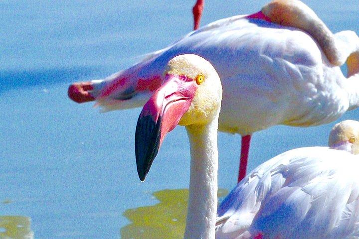 Excursion d'une journée à Arles et en Camargue avec Aigues Mortes