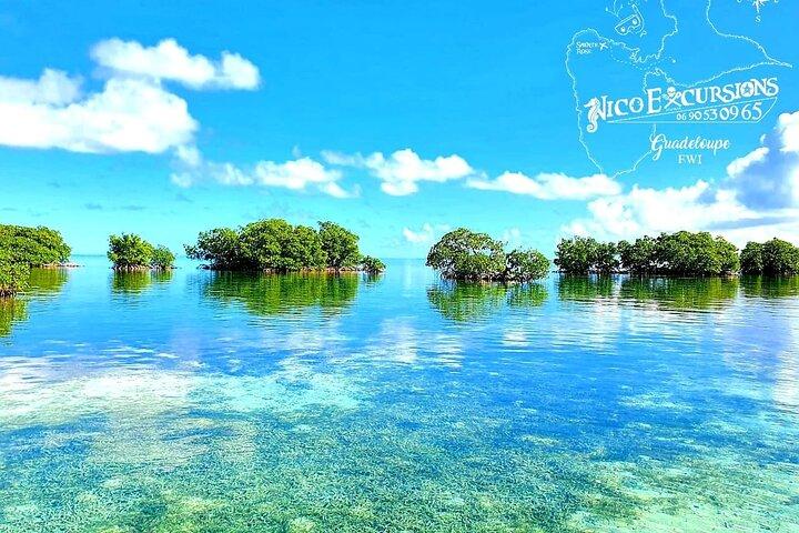 Découverte en Bateau de la Mangrove et son lagon en 7 Étapes dont 4 Baignades