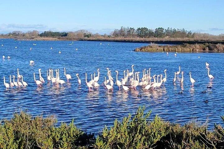 Happy tour camargue visite, balade, excursion à vélo électrique