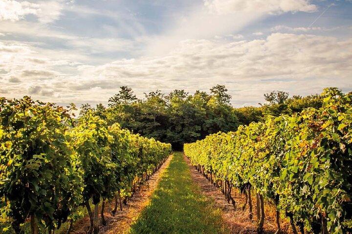 Excursion œnologique d'une demi-journée dans le Médoc avec visite d'un domaine viticole et dégustations au départ de Bordeaux