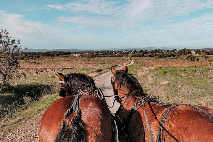 Balades en Calèches, Pays de Sommières