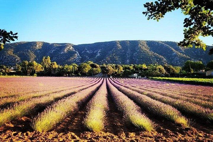 Tour Lavande journée complète depuis Avignon
