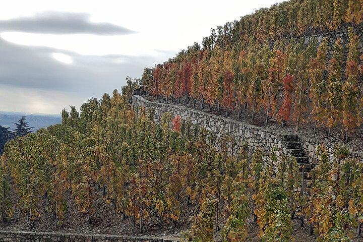 Visite guidée et dégustations de vins Vallée du Rhône Nord