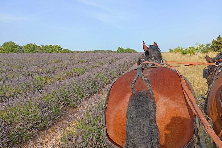 Balades en Calèche au Cœur du Luberon