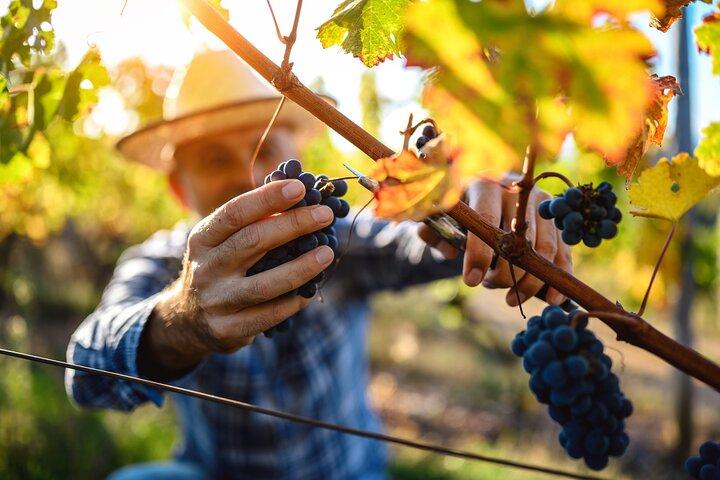 Visite privée du patrimoine de l'UNESCO et des délices du vin au départ de Bordeaux
