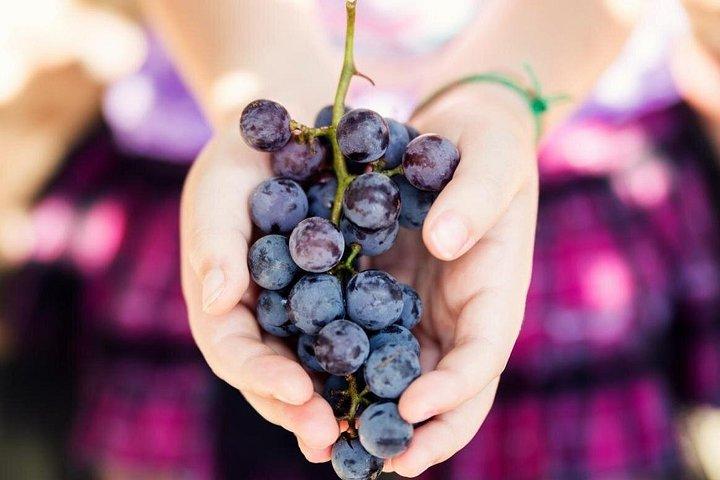 Wine Tasting & Art Tour au départ de Nice