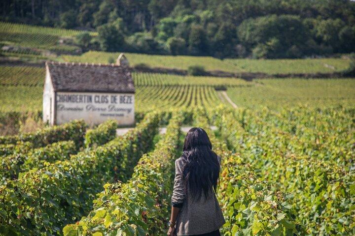 Visite privée oenologique en Côte de Nuits et Côte de Beaune
