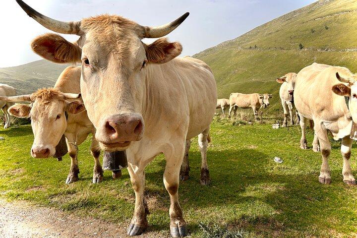 Biarritz : excursion d'une journée dans l'arrière-pays du Pays Basque