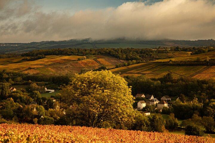 Visite Privée Œnologique d'Une Journée en Côte de Beaune