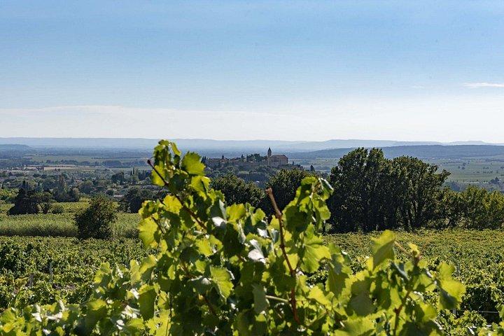 LA DECOUVERTE - Visite du domaine par la dégustation de ses vins