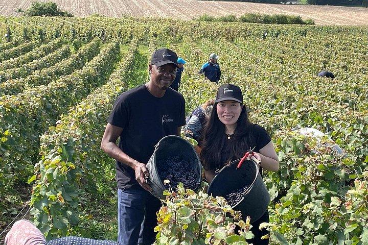Demi-journée de Vendanges avec Dégustation à Epernay