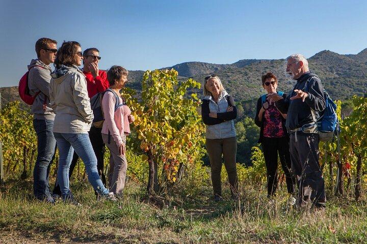 Balade au cœur des vignobles de Maury sur les sentiers Cathares