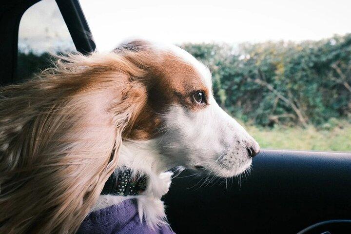 Transfert privé en van de Paris à Londre avec animal de compagnie
