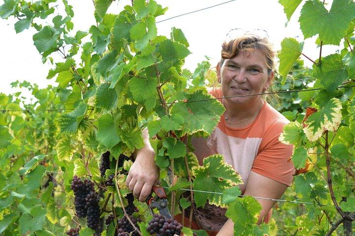 Osez le vin d'Alsace au féminin