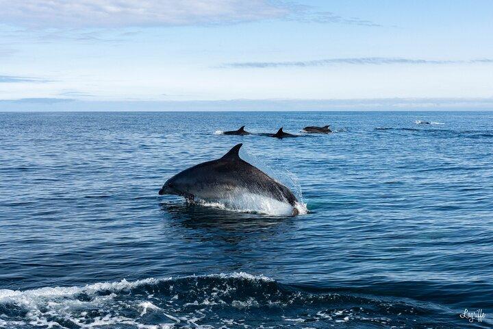 Excursions Cétacés en Bateau au Pays Basque