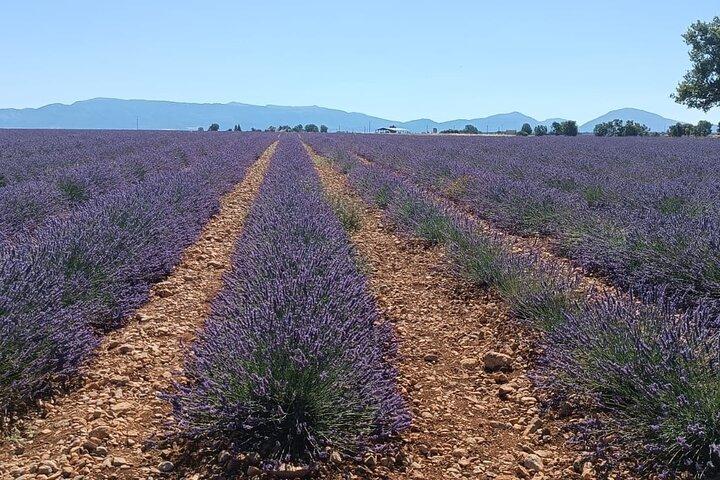 Élégance provençale Huile d'olive de lavande et pistache