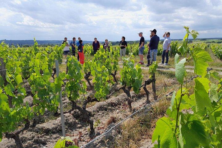 Balade Commentée entre Sauvignon et Gamay