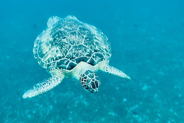 Martinique : Anse Coralienne et Tortues