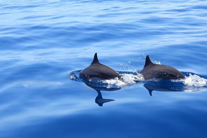 Martinique : Observation des dauphins et plongée en apnée