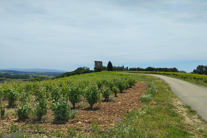 Inside Châteauneuf-du-Pape : A Wine Experience
