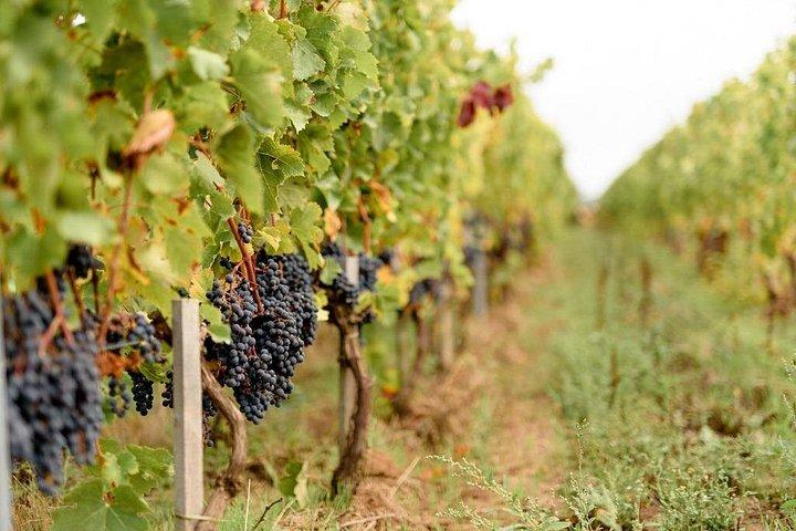 Visite de vignoble et dégustation de vins à Davron
