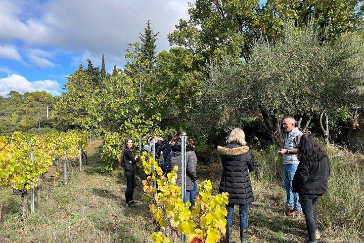 Visite de l'Oliveraie et Dégustation à Cotignac