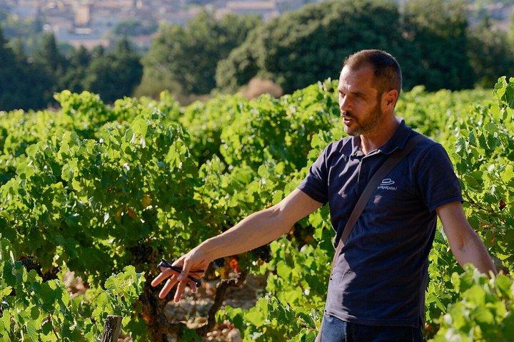 Bandol & Cassis Tour des vins depuis Aix en Provence