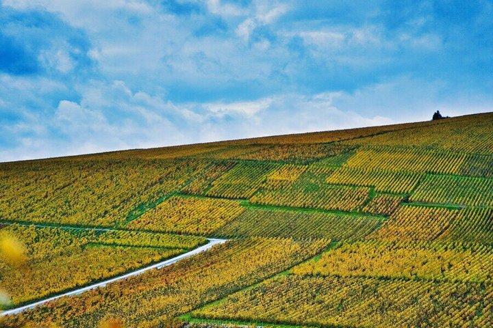 Paris Wine Day Tours - Chablis Wine tour - 3 dégustations avec déjeuner