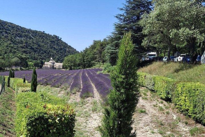 Élégance provençale : Dégustation Lavande & Huile d'Olive