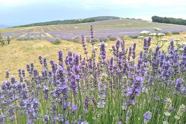 Paysages de lavande et saveurs provençales