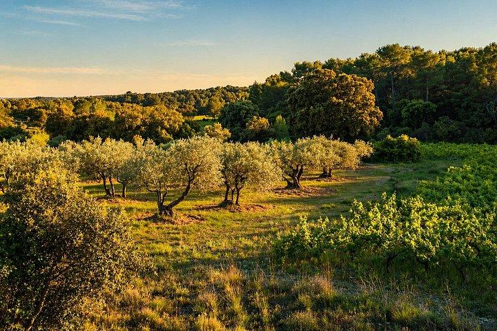 Balade Guidée Immersive en Garrigue