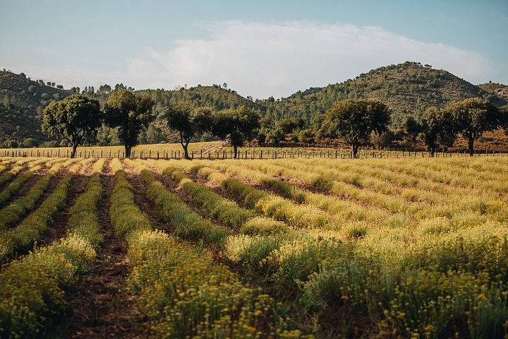 Visite d’une distillerie d’Huiles Essentielles de Corse