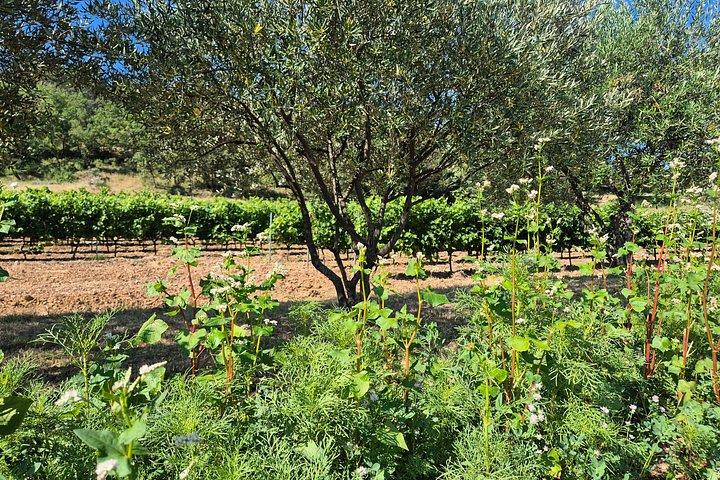 Visite guidée et dégustation « Les Vignes Vivantes »